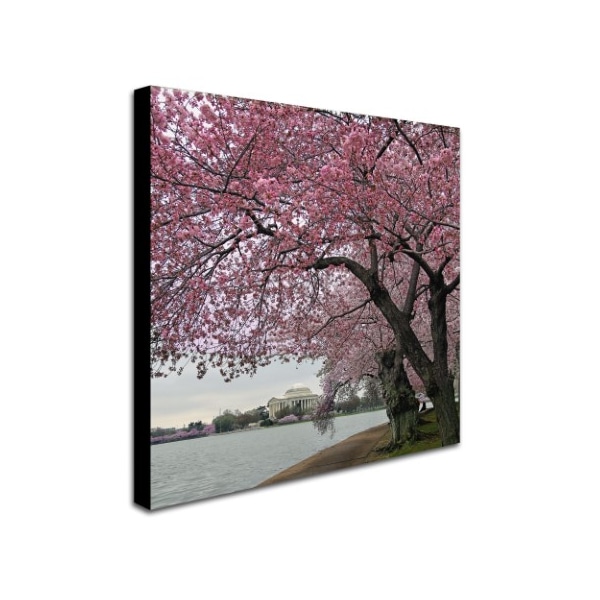 CATeyes 'Tidal Basin Blossoms' Canvas Art,24x24